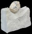 Cystoid (Holocystites) Fossil - Indiana #44610-2